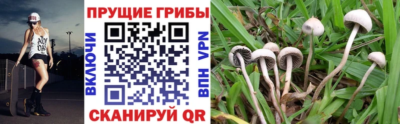 Псилоцибиновые грибы GOLDEN TEACHER Осташков